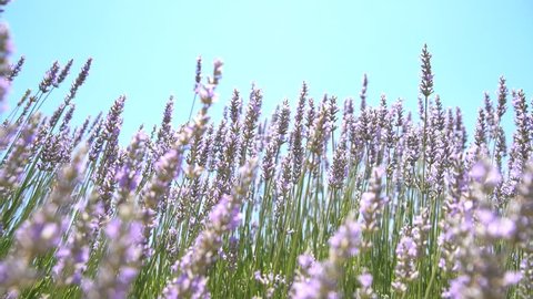 Beautiful purple lavender blossom of Lavender Festival of 123 Farm at San Bernardino, Los Angeles County, United States