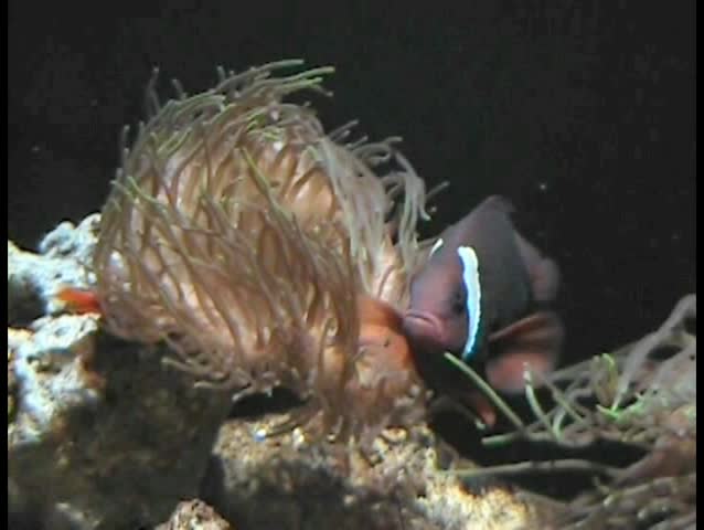 clownfish