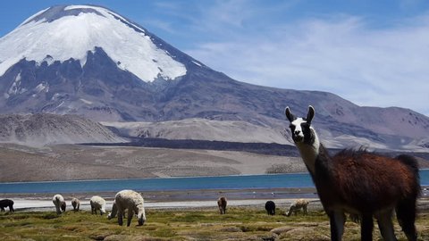 Llama in Chungará Lake Chile