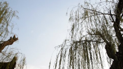Weeping willow tree in garden