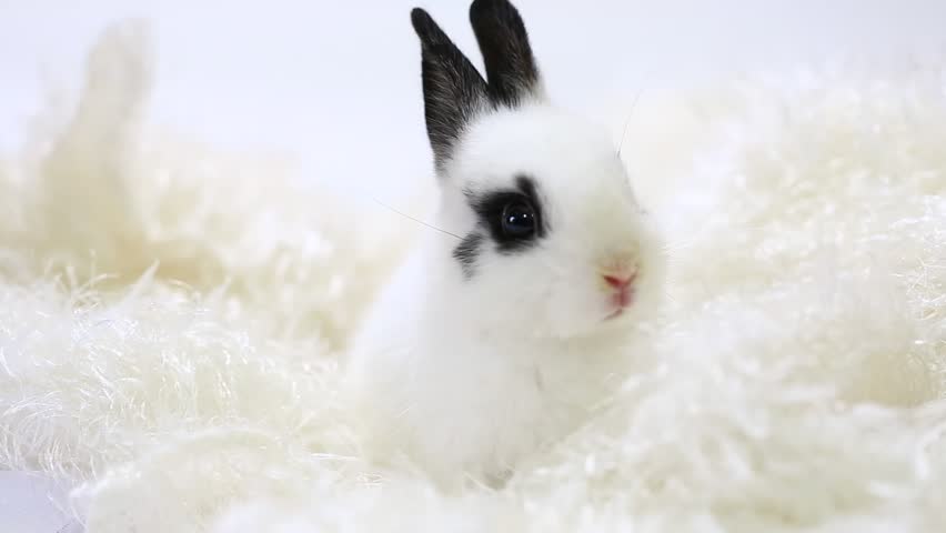 white dwarf bunny