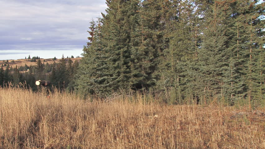 Forester carrying a log and a chainsaw across field by stand of spruce trees.