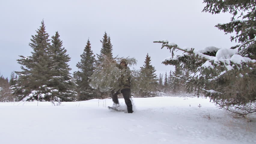 Man in snowshoes and winter garb carries freshly cut Christmas tree toward and