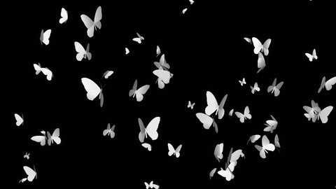 butterflies,black and white