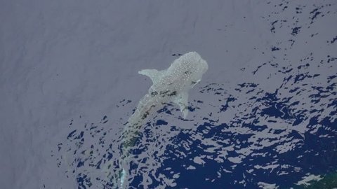 Whale shark appear around offshore oil and gas wellhead remote platform.