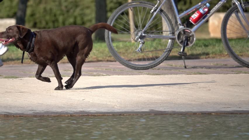 Happy running wet dog. Labrador Retriever doggie chocolate colour