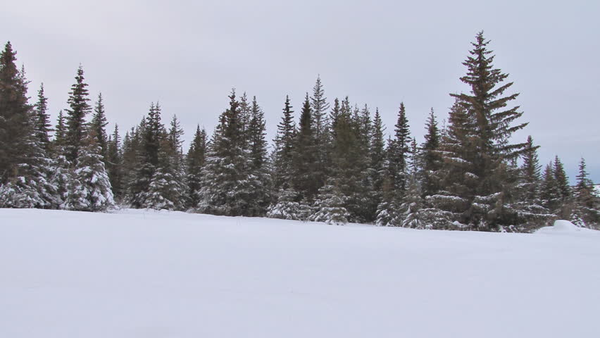 Man in snowshoes and winter garb carries freshly cut Christmas tree left to