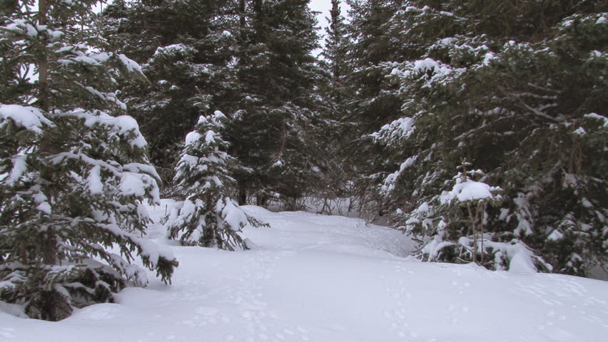 Man in snowshoes wandering through snowy forest, checking out trees in search of