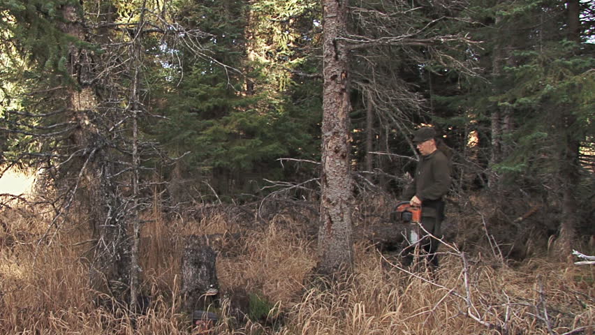 Forester making cuts to fell a standing dead spruce tree for firewood.