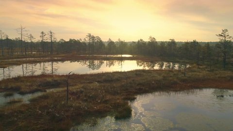 Flying over the little lakes in peat bog at sunrise aerial shot