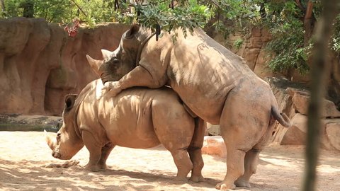 Hippopotamus making love