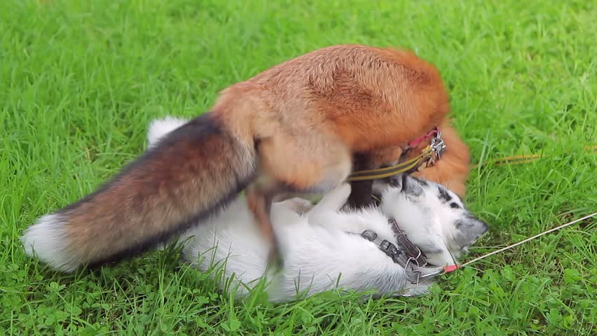 Platina Marble Fox Stock Video Footage 4k And Hd Video Clips Shutterstock