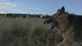 Dogs run around the grass. Afternoon sun. Video shot in slow motion. 