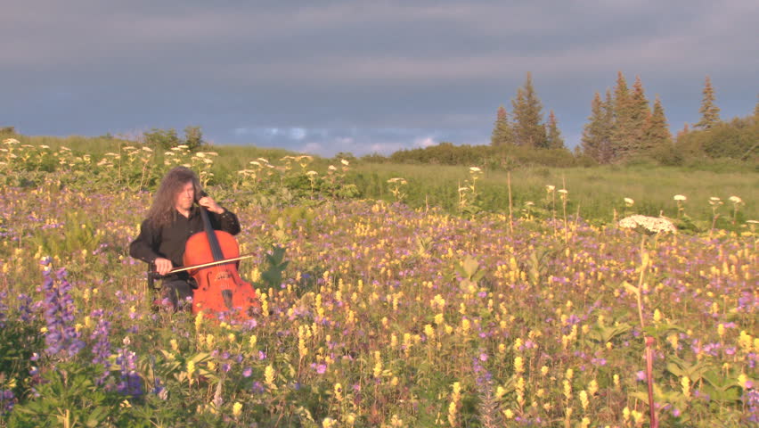A male cellist playing his cello while sitting in a field of blooming