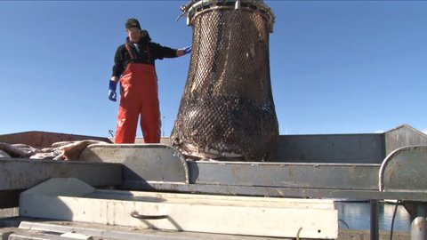 Homer, AK - CIRCA 2011: Young man releases the catch on the net and halibut spews forth onto the sorting table.