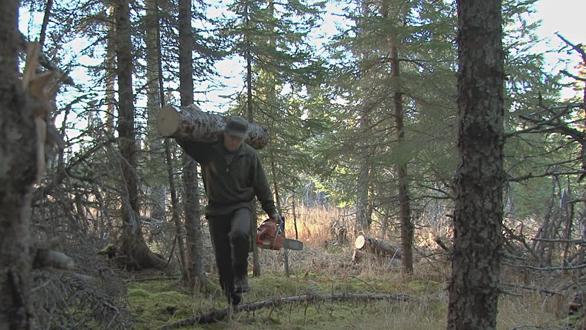 Man carrying a spruce log and chainsaw out of the forest.