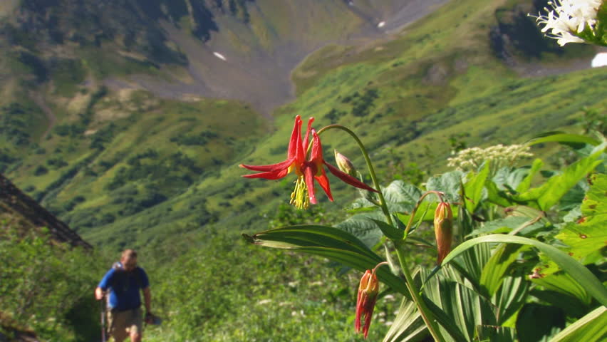 Chugach Mountains, AK CIRCA 2011: Extreme close-up of a red columbine, zoom-out
