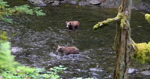 Kodiak Bear chasing Salmons