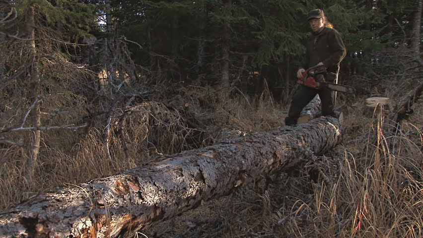 Chainsawing a log into lengths small enough to carry.