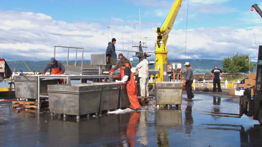 HOMER, AK - CIRCA 2011: Workers on a fish dock sorting and icing halibut as it