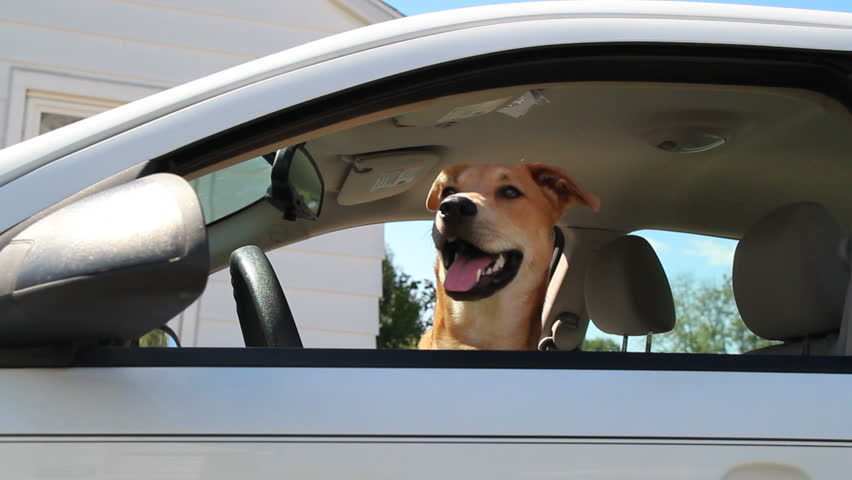 dogs on front seat of car