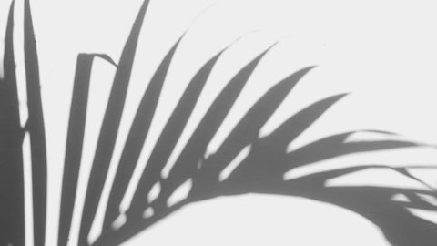 Silhouette shadow of palm leaves motion by natural wind on white wall. Slow motion