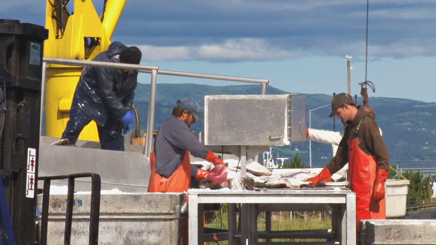 HOMER, AK CIRCA 2012: Shin-deep in slimy halibut, the table dancer aligns the