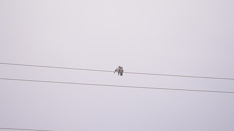 Birds standing on a electric wire