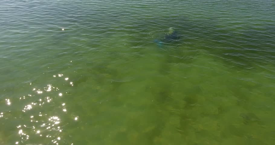 Aerial view above man in scuba diving equipment swims in shallow water