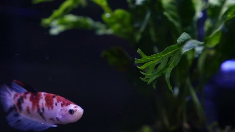 Close up of koi Siamese fighting fish in a fish tank slow motion