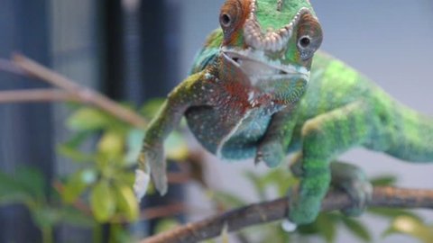 Silly Chameleon Shoots Tongue 