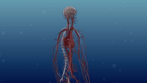 posterolateral rotation of realistic 3D anatomical model highlighting central nervous system and using arrows to show increased blood flow to brain in front of blue, water-like background