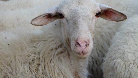 close up portrait of white sheep