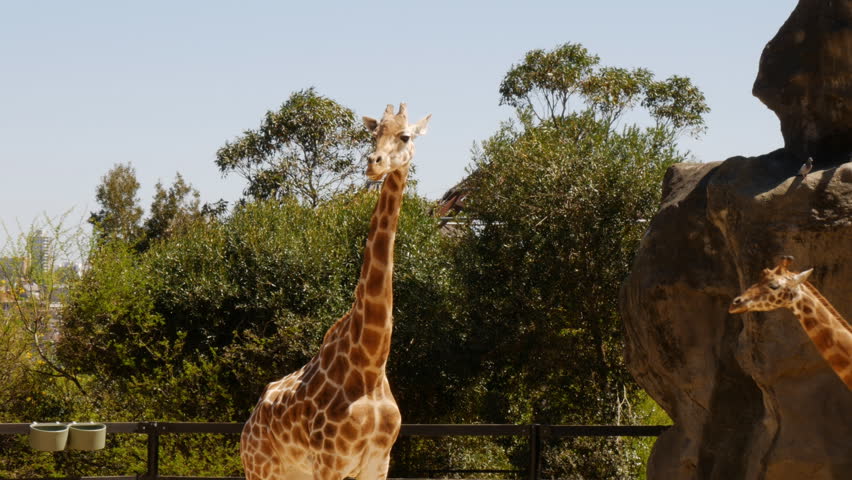 Two Giraffes Crossing Paths