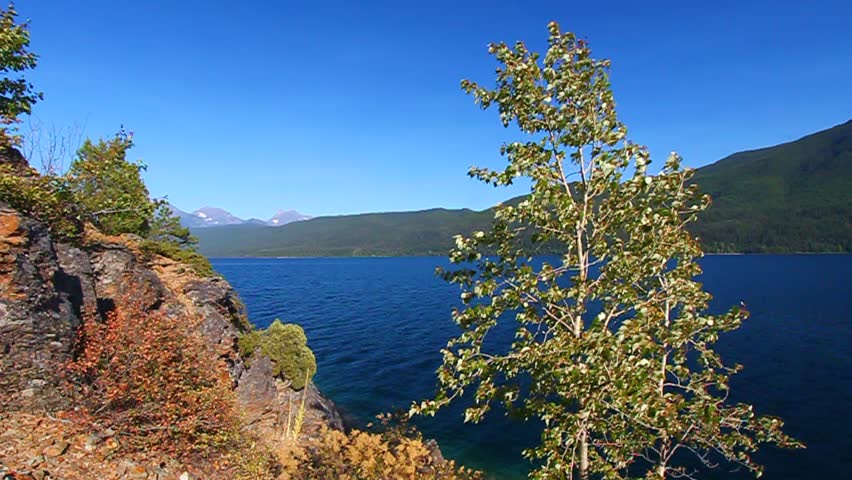 Leaves flutter in the breeze along Lake McDonald of Glacier National Park