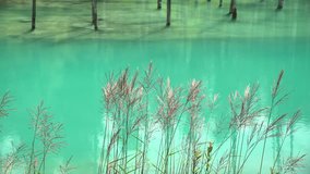 The beautiful Shirogane Blue Pond at Hokkaido, Japan