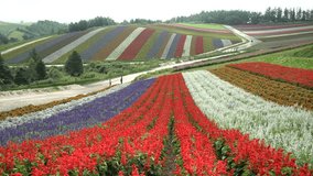 The famous and beautiful Panoramic Flower Gardens Shikisai-no-oka at Hokkaido, Japan
