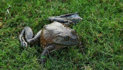 Bullfrog(Lithobates catesbeianus or Rana catesbeiana) in grass