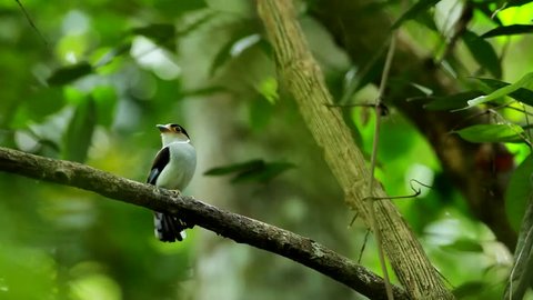 Silver-breasted Broadbill with green background,thailand