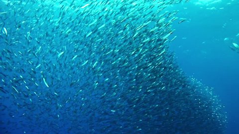 Shoal of small fishes swimming