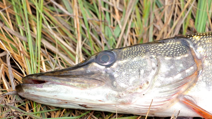 The head of the pike closeup on natural background