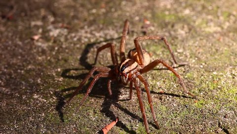 Leafcutter Ant Acromyrmex Octospinosus Carrying Eaten Stock Photo ...