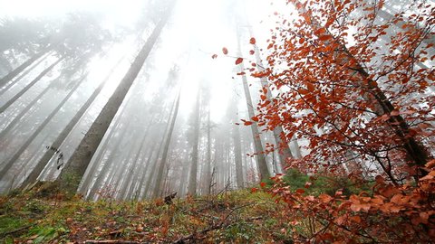 Стоковое видео: Misty fog among the top of the high trees of the wild forest during an autumn morning