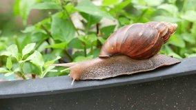 Snail crawling on a plastic pot in the garden.