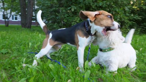 Super slow motion shot of two small dogs roughhousing on grass, funny battle of young beagle and white terrier. Doggy wrestling and hassle, long ears fly, typical active recreation of lively pets
