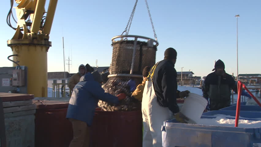 HOMER, AK - CIRCA 2012: Unloading a halibut fishing boat and the various