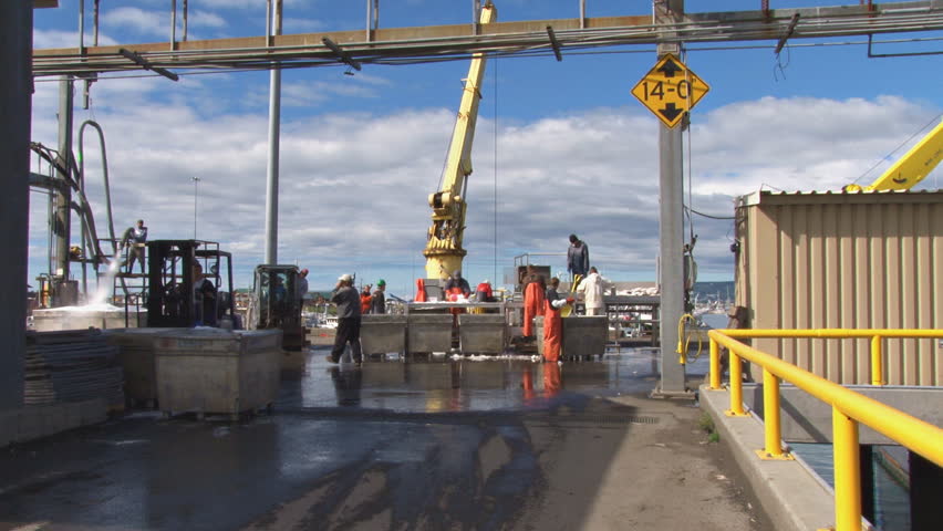 HOMER, AK - CIRCA 2012: Long shot of the working fish dock where workers sort