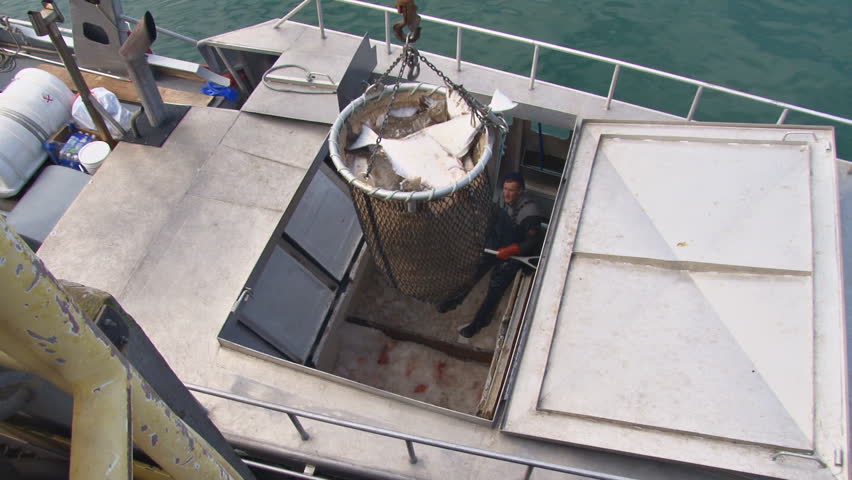 HOMER, AK - CIRCA 2011: Raising the laden, slime-dripping bucket of halibut from