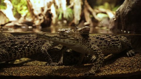 A pair of crocodiles in an aquarium
