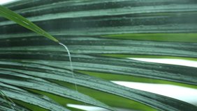 Storm heavy and Rain fall Fall from palm leaf in rainy season, High definition video.